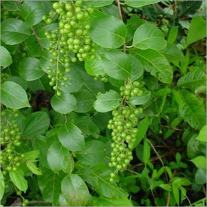 FEUILLES D'HERBES SÉCHÉES DE CELASTRUS HINDSII/HERBES DE GUÉRISON TRADITIONNELLES/PRIX CONCURRENTIEL/ORIGINE VIETNAM - Product Image 5