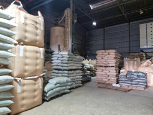 Grains de café vert Robusta S16 du Vietnam pour torréfacteurs, commerçants et exportateurs, qualité assurée, service OEM ODM, B2B - Product Image 5