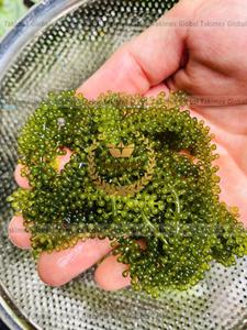 องุ่นทะเล/สาหร่ายทะเลจากเวียดนาม - Product Image 4