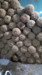 Bûches de contrôle de l'érosion en fibre de coco 100% naturelle du Vietnam - Product Image 3