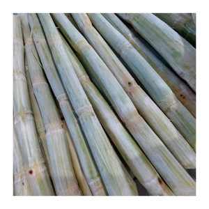 Exportador de caña de azúcar congelada de confianza en Vietnam: embalaje personalizado y suministro confiable para compradores globales - Product Image 2