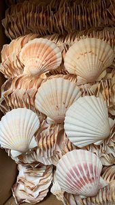 เปลือกหอยเชลล์ธรรมชาติสำหรับตกแต่ง งานฝีมือ DIY ตู้ปลา และทำของที่ระลึก - Product Image 5