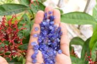 Vente en gros de Tanzanite bleue naturelle de qualité AAA, pierre brute de forme libre 5-15 mm, certifiée par un tiers, provenance TZ, directement de l'usine