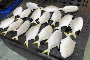 Pescado Pompano Congelado IQF al por Mayor, Origen Sudáfrica, 12 Meses de Duración, Empaque a Granel - Product Image 4