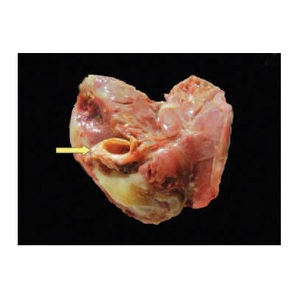 Vejiga Bovina Congelada - Proveedor Mayorista de Vejigas Bovinas al por Mayor - Product Image 3