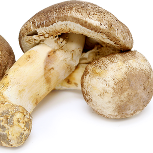 Venta al por mayor Natural cultivado orgánico seco Agaricus Blazei Murill Mushroom Agaricus Spawn ANGLE - Product Image 1