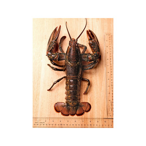 Langosta viva disponible en grandes volúmenes para exportación y distribución de mariscos - Product Image 3