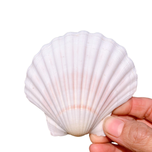 ผู้ส่งออกเปลือกหอยจากเวียดนาม เปลือกหอยธรรมชาติขัดเงา งานฝีมือจากเปลือกหอยสำหรับตกแต่ง - Product Image 6