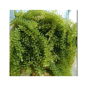 BEST SELLING SEA GRAPES SEAWEED FACTS/ Dehydrated Sea Grape Caulerpa Lentillifera SEA GRAPES GREEN CAVIAR/SEA GRAPES SEAWEED - Product Image 3
