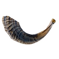 Shofar en corne de mouton / Kudu / Corne de bélier / Shofar poli - Matériau organique de haute qualité au toucher réel, taille personnalisée, historique et culturel