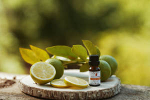 Huile Essentielle Pure à 100% de Mandravasarotra (Variété SARO) pour Parfumeurs Artisans et Aromathérapie, Durée de Conservation de 3 Ans, Origine Bidon - Product Image 4