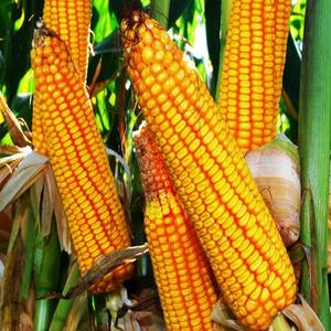 Buy Yellow Maize <b>now</b> and enjoy Premium Quality grains with Fast Delivery for your home or business today - Product Image 3