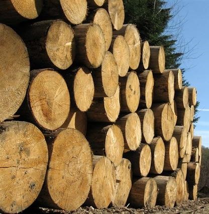 Kendrick Forest Products High Quality Walnut Veneer Logs & Saw Logs