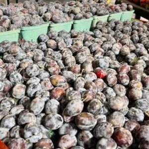 พลัมสดพรีเมียม - พันธุ์วิคตอเรียสีม่วงหวานและแบล็คไดมอนด์ - ความหวานสูง 12%+ - Product Image 5