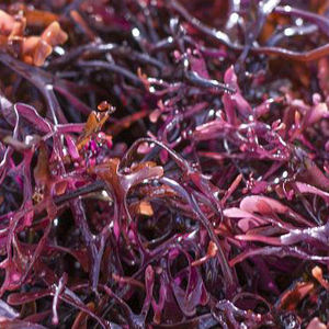 Algue cartilagineuse violette naturelle, produits de qualité Peut être utilisé de nombreuses façons Mary - Product Image 2