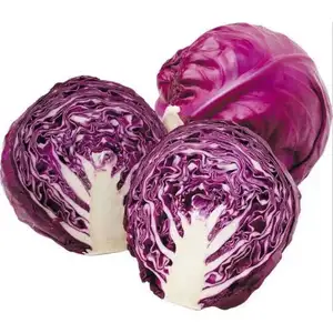 奥地利紫色新鲜蔬菜卷心菜