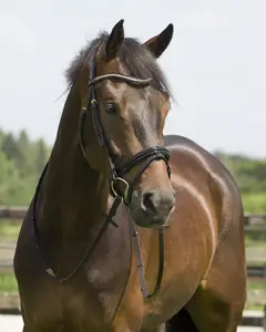 Joya Rose Gold Bridle