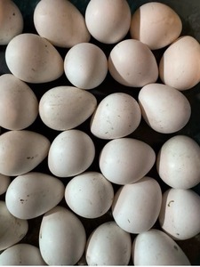 Cobb 500 Oeufs à couver Oeufs de poulet de chair fertiles de qualité supérieure avec un taux d'éclosion exceptionnel Livraison rapide des écloseries de confiance - Product Image 5