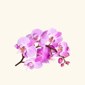 Huile parfumée à la fleur d'orchidée, parfum stimulant pour la maison et les soins du corps - Product Image 2