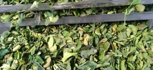 Vente en gros de feuilles de citron séchées prêtes à l'emploi en stock et au prix le plus bas pour les épices alimentaires de haute qualité du Vietnam - Product Image 2
