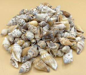 Batillaria zonalis เปลือกหอย/มหาสมุทรเก็บเกี่ยว/สำหรับงานฝีมือตกแต่งหรือเครื่องประดับ - Product Image 4