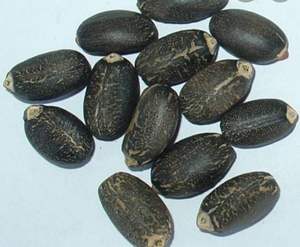 Graines de jatropha séchées biologiques naturelles à vendre - Product Image 5