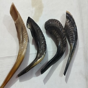 Meilleure qualité corne de bélier Shofar corne naturelle Shofar pour souffler et religieux but casher Shofar de A Z artisanat - Product Image 3
