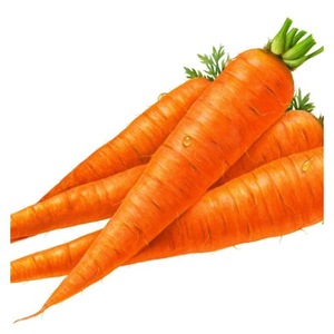 Zanahorias Frescas de Alta Calidad, Suministro al por Mayor - Product Image 1