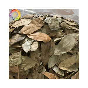 ต้นทุเรียนเทศแห้งจากดวงอาทิตย์ใบกริโอลาใบชาใบรูปใบใบฟอนิกาตะสำหรับโปรแกรมเพื่อสุขภาพและล้างพิษจากธรรมชาติ - Product Image 1