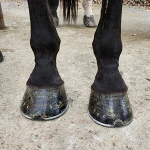 Pic à sabot de cheval compact avec poignée en forme de brosse Équipement de toilettage équestre réutilisable Conception de tête de cheval - Product Image 6
