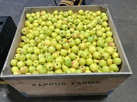 Hoge kwaliteit premium verse appels, snelverkopende geassorteerde verse appels