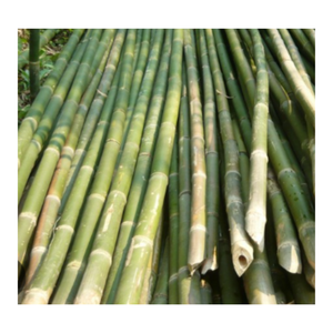 Poteaux de bambou de qualité supérieure du Vietnam parfaits pour le jardinage, poteaux de bambou naturels durables poteaux de bambou robustes pour le soutien des plantes - Product Image 5