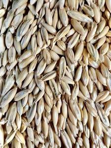 Avena y Granos Ricos en Vitaminas, Envasados al Vacío, Ideales para Procesamiento de Alimentos y Uso en Restaurantes, en Venta - Product Image 5