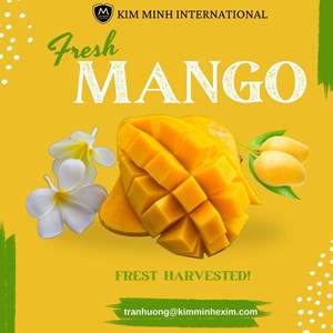 มะม่วงสดหวานคุณภาพพรีเมียมจากเวียดนาม สำหรับส่งออกและขายส่ง - Product Image 2