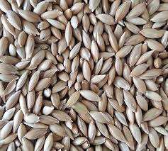 Semillas de Alpiste Orgánico Premium para Consumo de Ganado, Gran Venta - Product Image 6