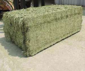 Heno de Alfalfa de Alta Calidad de Rhodes Grass para Caballos, Ganado, Cerdos y Peces - Product Image 5