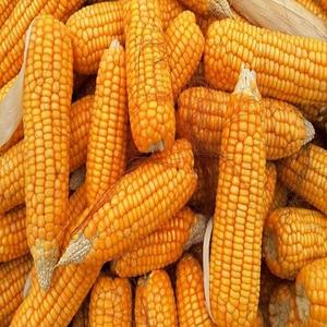 Maïs sucré jaune séché de haute qualité à des prix compétitifs disponibles à la vente - Product Image 4