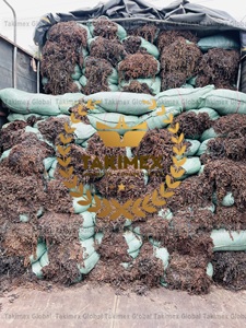Raw Dried Sargassum <b>Seaweed</b> For Animal Feed - High Mineral <b>Seaweed</b> Fertilizer - Product Image 3