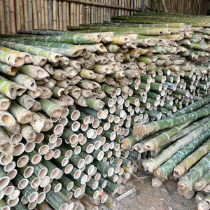 Tiges de bambou écologiques de haute qualité, abordables et polyvalentes pour tous les usages - Product Image 5