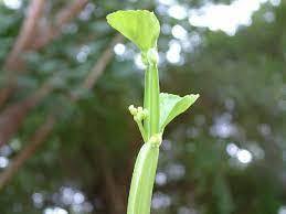 สารสกัดจากต้นซิสสุส ควอดรังจูลาริส คุณภาพสูง 100% จากธรรมชาติ เกรดอาหาร ผงสมุนไพรสกัดด้วยตัวทำละลาย ราคาดี บรรจุในถัง - Product Image 3