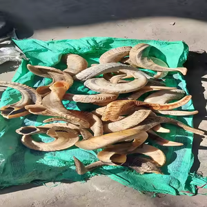 Matériau de corne de mouton Corne de bélier naturelle Corne de mouton Quantité en vrac disponible par artisanat en croissant - Product Image 3