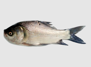 ROMAN TROOPS Poisson Catla surgelé de qualité supérieure Durée de conservation de 24 mois Meerut Origine indienne - Product Image 4