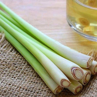 Offres Spéciales Cymbopogon citratus de Cochin frais ou herbe de Malabar herbe de Malabar congelée