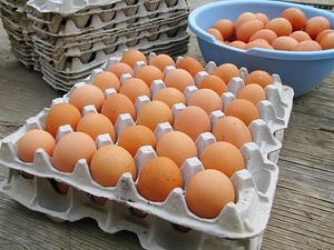 Huevos Fértiles para Incubar y Huevos Frescos de Mesa (Marrones/Blancos) - Huevos para Incubar Cobb 500 Congelados y Frescos con Alto Contenido de Proteínas y Fibra Dietética - Product Image 6