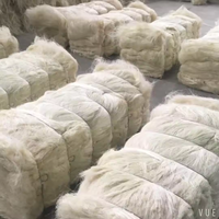 Chicorée kényane de qualité supérieure, durable, pour usage industriel, vente en gros, prix avantageux