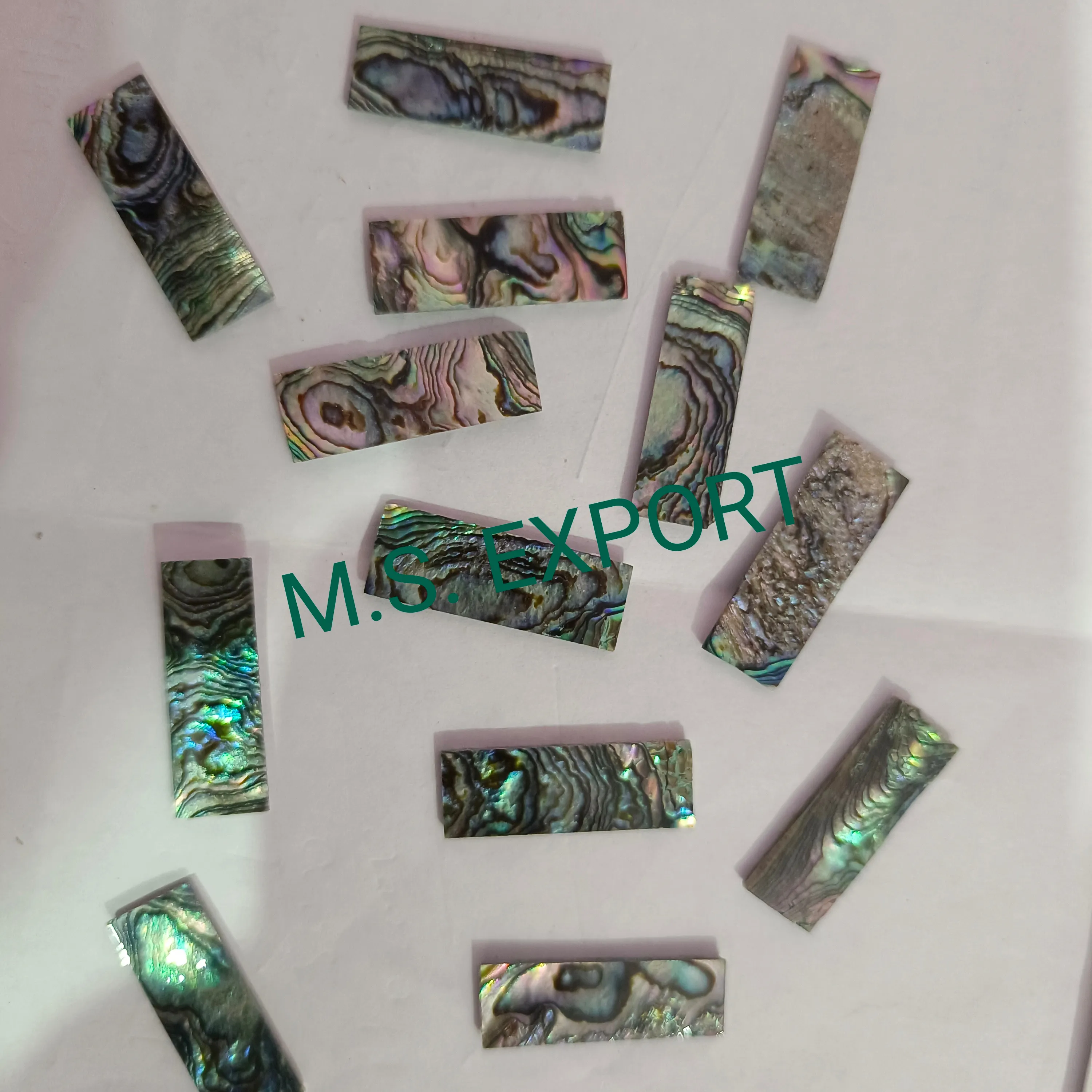 Abalone shell best quality