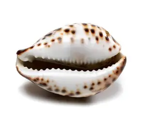 Ucuz fiyat dekor Seashell Cowrie kabuk/kabuklu deniz hayvanı kabuğu/Triton deniz kabuğu vietnam'dan yüksek kalite ile