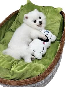 Cama Ovalada Moderna para Perros y Gatos, Segura y Cálida para Animales, Desmontable y Lavable, Importada de Vietnam - Product Image 4