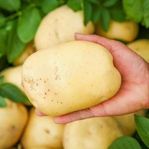Pommes de terre biologiques fraîches en gros pour la patate douce violette et la patate douce jaune du Royaume-Uni, livraison sans taxes vers l'UE - Product Image 1