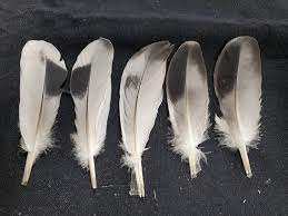 Plumas de pato teñidas para accesorios de moda para pendientes Diademas Adornos de disfraces - Product Image 6